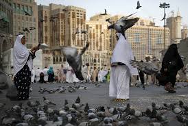 Cara membuat pakan burung merpati, merpati merupakan salahsatu burung yang banyak dipelihara oleh manusia di berbagai bangsa. Ribuan Burung Merpati Di Makkah Dan Larangan Membunuhnya Republika Online