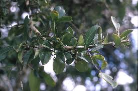 Image result for Abutilon longicuspe