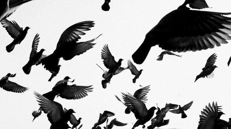 Trailer for a Prequel to Alfred Hitchcock's “The Birds” | The New Yorker