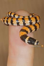 Black And Yellow Banded Snake Texas Desert Banded Snake Simoselaps Anomalus Snake Pretty Snakes Baby Snakes