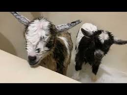 Three times a week might be enough until your baby becomes more mobile. Baby Goats Get Bath Youtube
