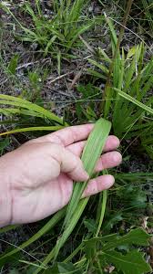 Image result for Orthochilus euanthus