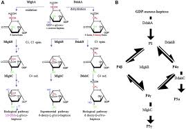 Younger students can use the animal cell worksheets as coloring pages. Structure Function Studies Of The C3 C5 Epimerases And C4 Reductases Of The Campylobacter Jejuni Capsular Heptose Modification Pathways Journal Of Biological Chemistry