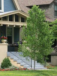 These quick growing poplar trees should max out at 50 or more feet tall, yet being so narrow, they do not shade out your young evergreens when planted close by, thus are a perfect fit. 14 Favorite Front Yard Trees Hgtv