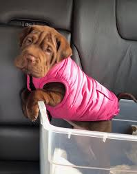 Browse all the puppies for sale charlotte dog club has available. Mini Hippo Puppy Shar Pei Dog Puppies Cute Puppies