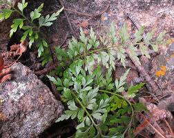 Image result for Asplenium aethiopicum
