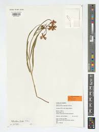 Image result for Stathmostelma