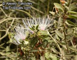 Image result for Capparis cartilaginea