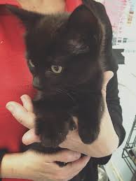 We did not find results for: Dee S Pets Two Lovely 10 Week Old Kittens For Sale 1 Facebook