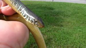In alabama, eastern glass lizards are most common in the east gulf coastal plain. Eastern Glass Lizard Ophisaurus Ventralis Glass Snake Youtube