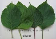 「レモンえごま」の画像検索結果