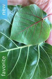 Image result for Ficus tremula