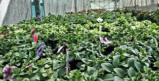 Ze hebben vaak een langdurige bloei. 1 Jarige Zomerbloeiers Zoals Begonia Scaevola Streptocarpes Surfinia