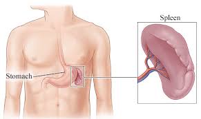 In the adult, the spleen functions mainly as a blood filter, removing old red blood cells. The Best Food For Healthy Spleen Function Physio Logic In Brooklyn