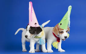 Dec 15, 2020 · additional accessories include puppy party hats, a cake serving tool and a gift box that opens and closes to store a toy ball for barbiedoll's pups. Two White Puppies Wearing Party Hats On Blue Background Hd Wallpaper Wallpaper Flare