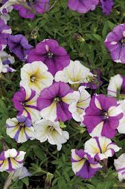 Hot Plants For A Hot Summer Missouri Gardener Enewsletter Petunia Plant Plants Beautiful Flowers