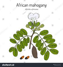 Image result for Glenniea africana