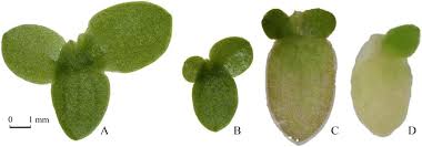 Image result for Lemna