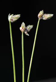 Image result for Isolepis prolifera