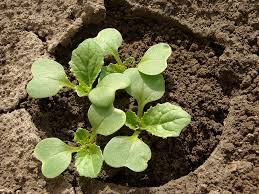 How To Grow Chinese Cabbage Edible Garden Chinese Cabbage Educational Garden