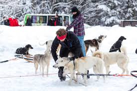 La béringuia est une course de chiens de traîneaux peu banale. Chien De Traineau Decouverte A La Demi Journee