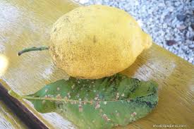 Image result for puklice na pokojových rostlinách obrázek