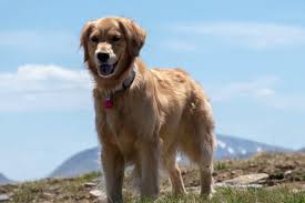 Mother and father on premises in smoke free home. Golden Retriever Breeders In New England Reviewed Breeder Review