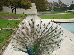 Open daily, it only closes on. Los Angeles County Arboretum Amp Botanic Garden In Arcadia Ca Yellowbot