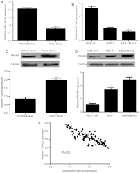 Select the cancer tab in the symbol window. Mir 140 3p Inhibits Breast Cancer Proliferation And Migration By Directly Regulating The Expression Of Tripartite Motif 28