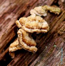 Image result for Craterostigma hirsutum