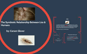 You can get human lice only from other humans. The Symbiotic Relationship Between Lice Humans By Carson Glover