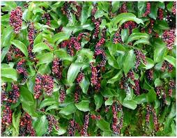 Image result for Antidesma