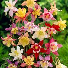 Image result for Aquilegia vulgaris Tower Mix