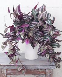 Department of agriculture plant hardiness zones 9b through 13, although this american native is grown as a house plant in other areas. Vamsha Nature Care Live Indoor Love Plant Wandering Jew Plant Tradescantia Pallid Heart Plants Plant Hybrid Pack Of 1 Shrub Buy Online In United Arab Emirates At Desertcart Ae Productid 141644857