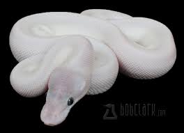 Super Mojave Ball Python Cute Reptiles Beautiful Snakes