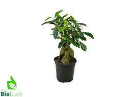 Image result for Ficus bubu