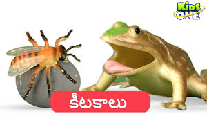 Flick·ered , flick·er·ing , flick·ers v. à°• à°Ÿà°• à°² à°ª à°° à°² à°¤ à°² à°— à°² Learn Insects Names And Sounds In Telugu For Children Kidsonetelugu Youtube