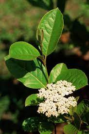 Viburnums are usually shrubs, but their habits vary. Tips Information About Viburnum Gardening Know How