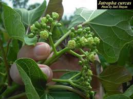 Image result for Jatropha curcas