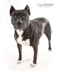 We do not have our dogs in a single shelter. Pitbull Puppy Rescue Mn Bmo Show