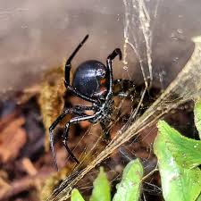 Black widow is currently scheduled to open in theaters on may 7, 2021. Vexotic Me The Famous Female Black Widow Latrodectus Sp Hesperus Blackwidow Spider Blackwidowsofinstagram Blackwidowspider Venomous Latrodectus Latrodectushesperus Spiders Spidersofinstagram Spiderkeeper Spiderlover Spiderman