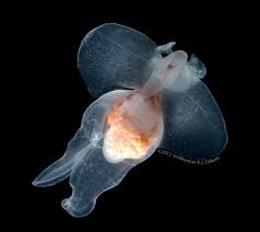 Image result for Lobelia pteropoda