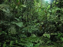 Rainforest Greenery National Parks Rainforest Climate Tourist Attraction
