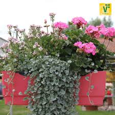 Silberregen Silver Falls Geranie Grandeur Classic Pink Elfenspiegel Mareto Bicolor Rose Geranien Balkonbepflanzung Bepflanzung