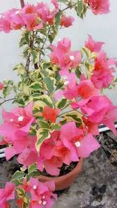 File bunga kertas 13 jpg wikimedia commons. 39 Bunga Kertas Ideas Bougainvillea Plants Flowers