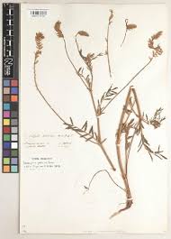 Image result for Xylopia wilwerthii