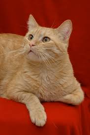 Bengal kittens, savannah kittens, serval kittens and cracal kittens in our large breeding program, all of our kittens are exposed to an appropriate amount of uv lighting. Meyer The Orange Tabby Cat S Web Page