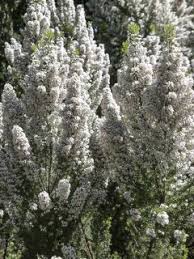 Image result for Erica arborea