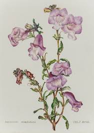 Image result for Sesamum angolense