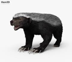 3d Model Of Honey Badger Hd Honey Badger Badger 3d Model